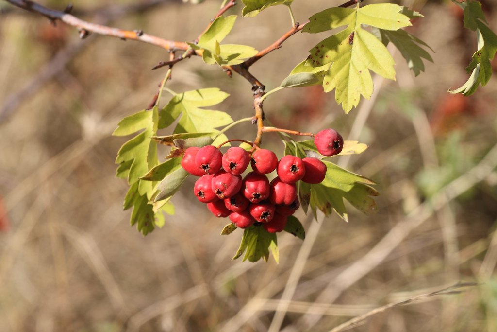 Crataegus